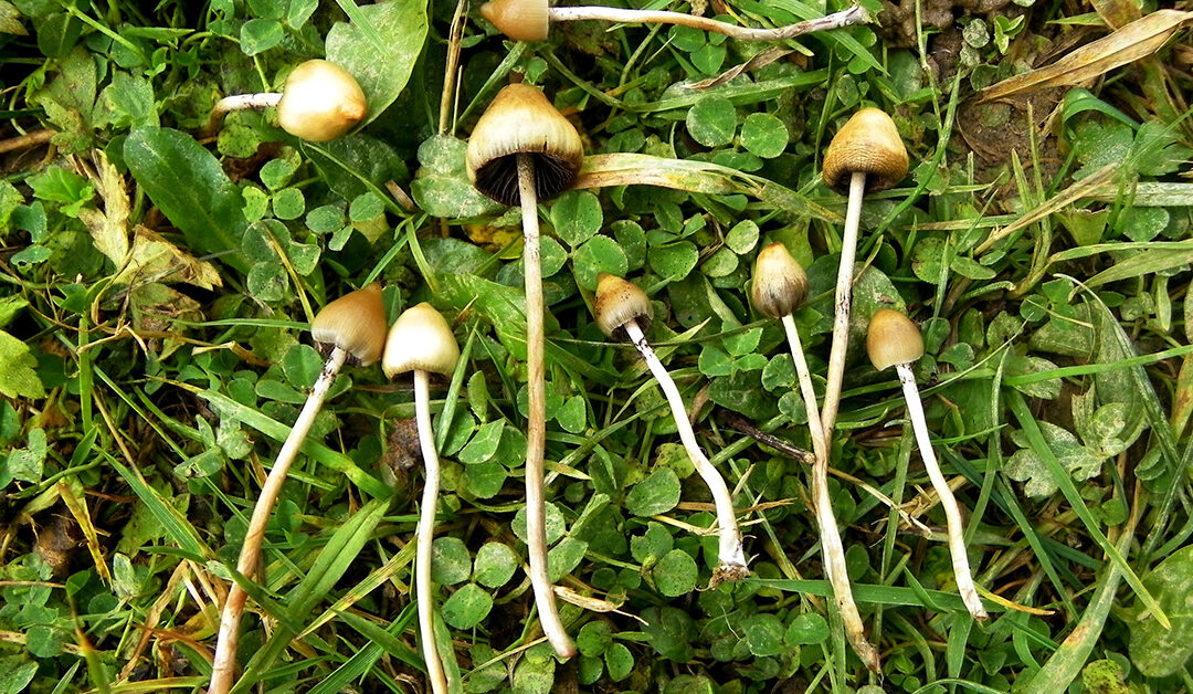 Psilocybe Semilanceata: The Magic Mushroom